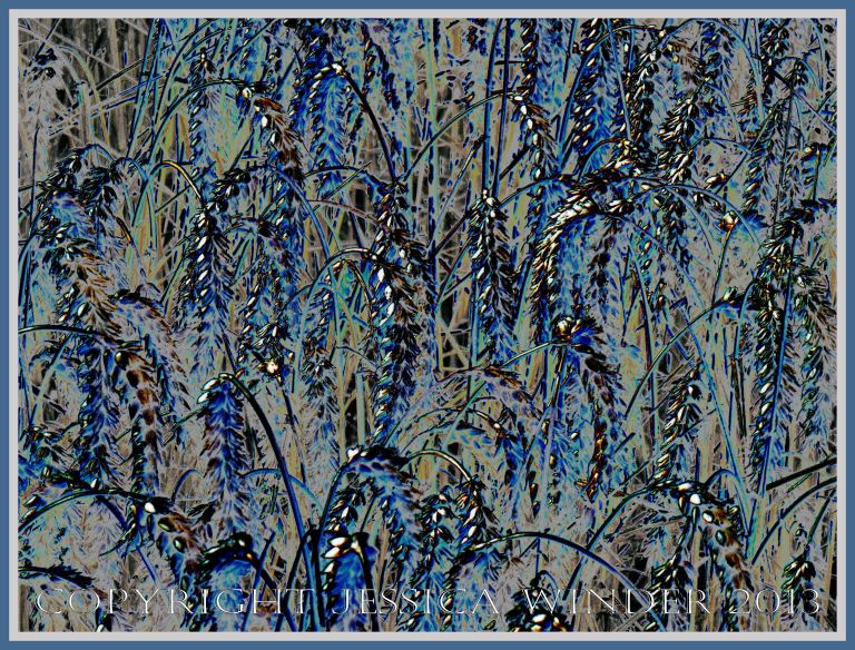 Picture of a field of ripe ears of wheat on long stalks