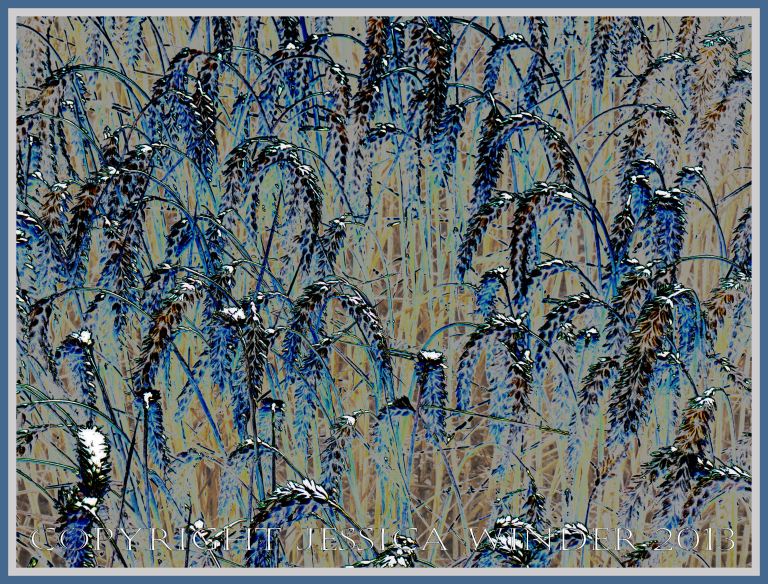 Picture of a field of ripe ears of wheat on long stalks