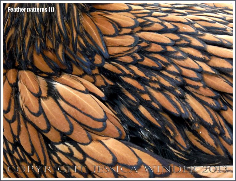 Natural patterns and texture of feathers on a chicken