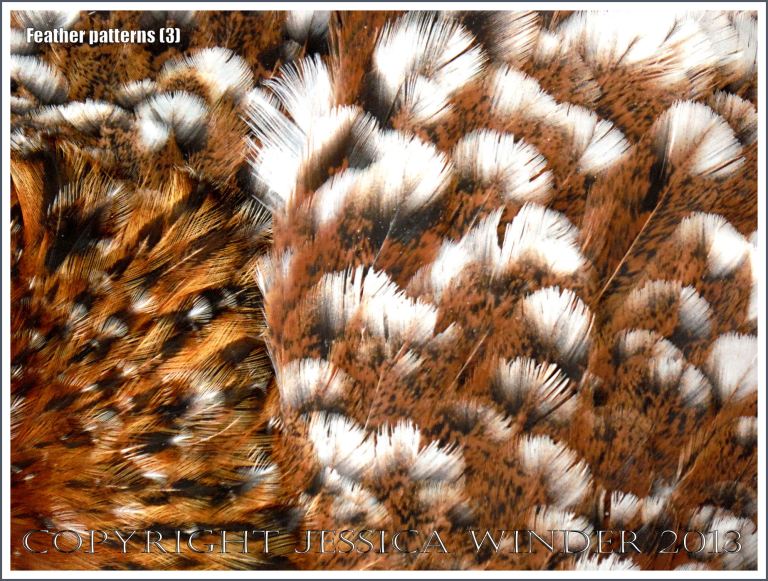 Natural patterns and texture of feathers on a chicken