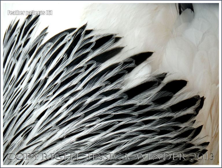 Natural patterns and texture of feathers on a chicken