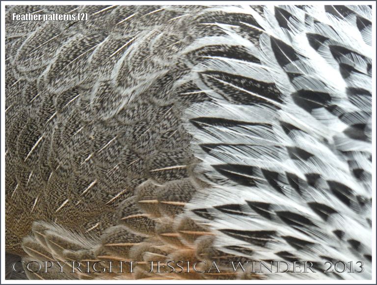 Natural patterns and texture of feathers on a chicken