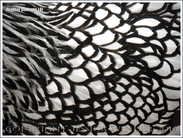 Natural patterns and texture of feathers on a chicken