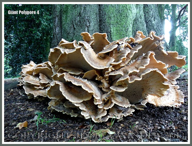 Giant Polypore fungus - Meripilus giganteus