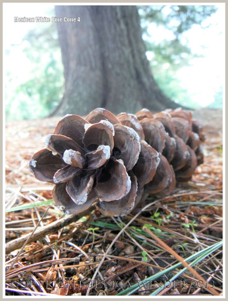 Pine cone from the Mexican White Pine tree.