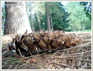 Pine cone from the Mexican White Pine tree.