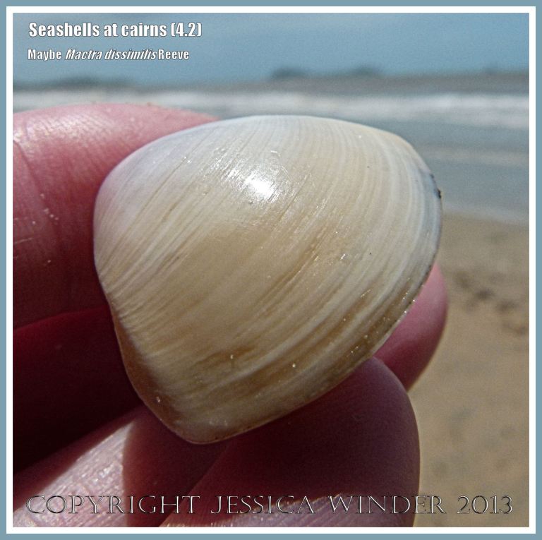 Seashell thought to be a Trough Shell on the beach near Cairns