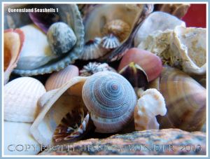 Assorted seashells from the Queensland coast in Australia.