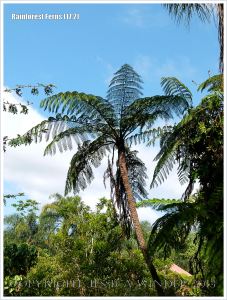 Rebecca's Tree Fern in the Daintree rainforest of Queensland, Australia