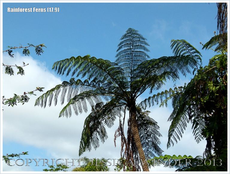 Rebecca's Tree Fern in the Daintree rainforest of Queensland, Australia