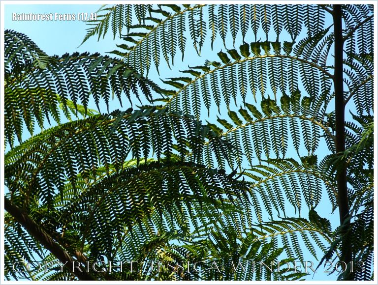 Fronds of Rebecca's Tree Fern in the Daintree Rainforest of Queensland, Australia, silhouetted against the blue sky.