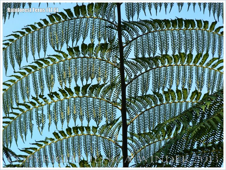 Fronds of Rebecca's Tree Fern in the Daintree Rainforest of Queensland, Australia, silhouetted against the blue sky.
