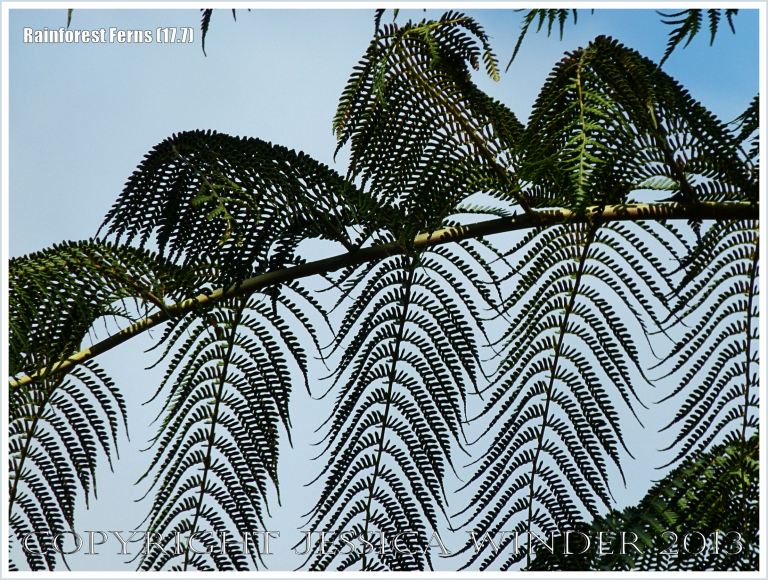 Fronds of Rebecca's Tree Fern in the Daintree Rainforest of Queensland, Australia, silhouetted against the blue sky.