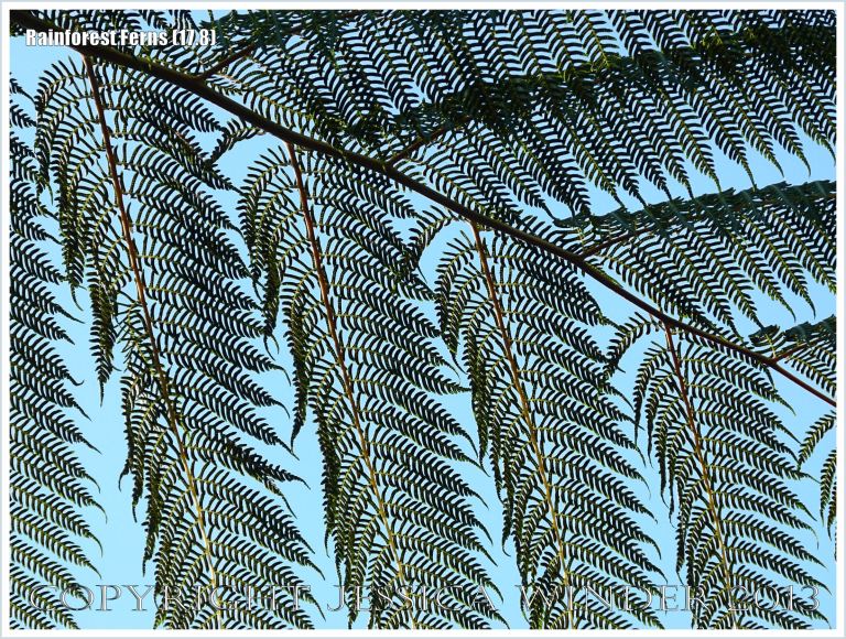 Fronds of Rebecca's Tree Fern in the Daintree Rainforest of Queensland, Australia, silhouetted against the blue sky.