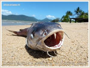 A dead fish on a sandy tropical beach