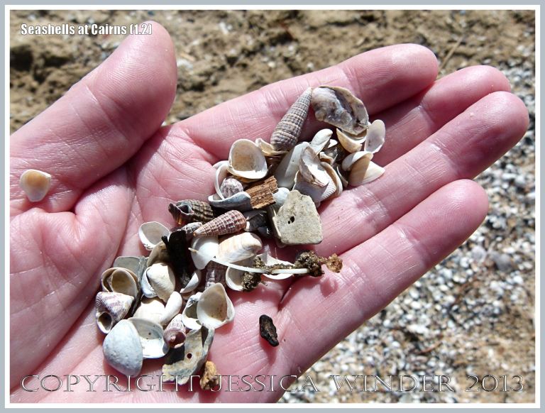 A handful of assorted small seashells scooped up from the beach at Cairns