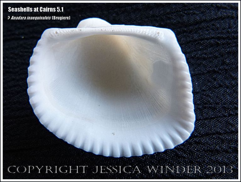 Inside of a bivalve seashell tentatively identified as Anadara inaequivalvis (Brugiere)