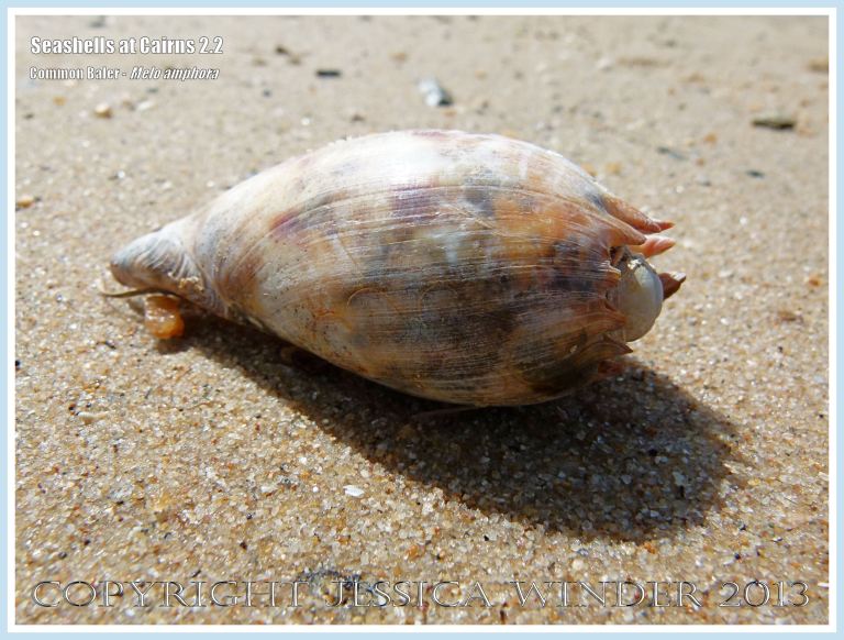 Common Baler, Giant Baler or Melon Shell (Melo amphora)