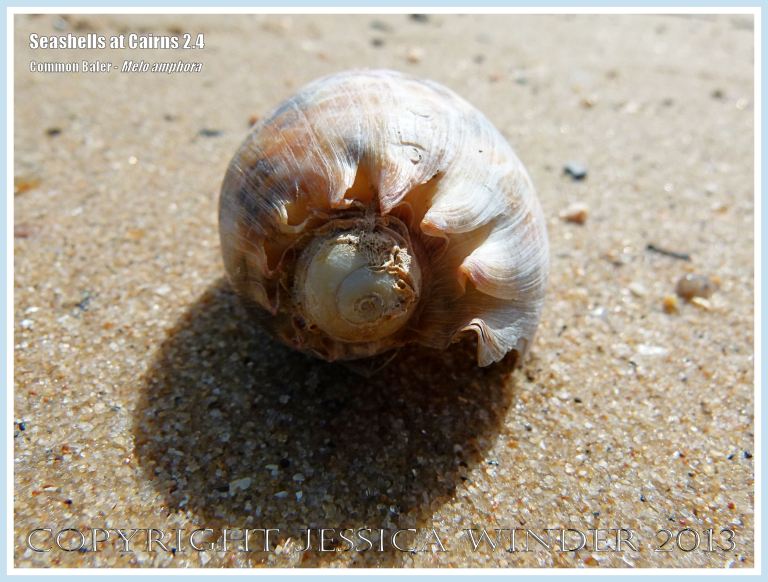 Common Baler, Giant Baler or Melon Shell (Melo amphora)