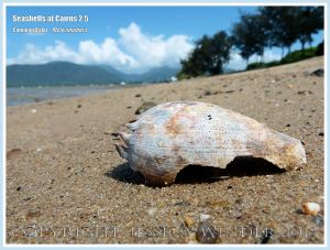 Common Baler, Giant Baler or Melon Shell (Melo amphora)