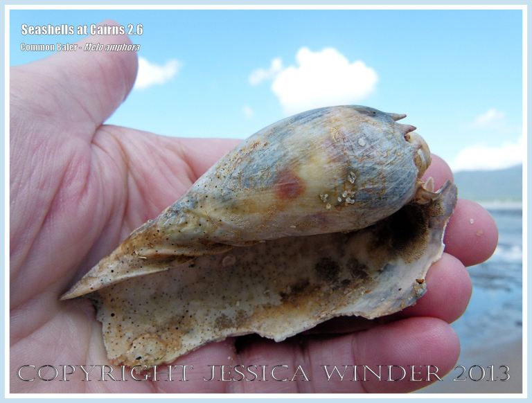 Common Baler, Giant Baler or Melon Shell (Melo amphora)