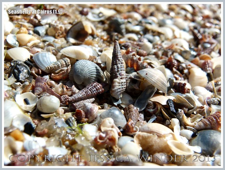 An assortment of small seashells lying on the beach at Cairns