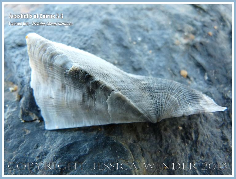 Empty shells of Twisted Ark, Trisidos tortuosa (Linnaeus), at Cairns