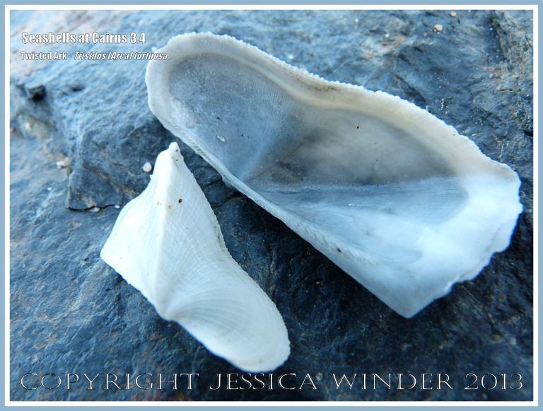 Empty shells of Twisted Ark, Trisidos tortuosa (Linnaeus), at Cairns