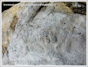 Brachiopod fossils embedded in the Hunts Bay Oolite Subgroup strata of the Carboniferous Limestone