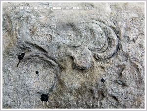 Brachiopod fossils embedded in the Hunts Bay Oolite Subgroup strata of the Carboniferous Limestone