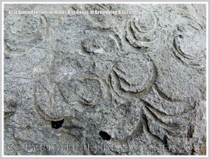 Brachiopod fossils embedded in the Hunts Bay Oolite Subgroup strata of the Carboniferous Limestone