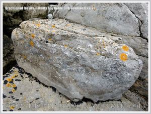 Brachiopod fossils embedded in the Hunts Bay Oolite Subgroup strata of the Carboniferous Limestone