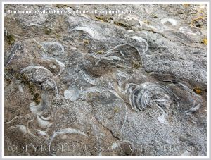 Brachiopod fossils embedded in the Hunts Bay Oolite Subgroup strata of the Carboniferous Limestone