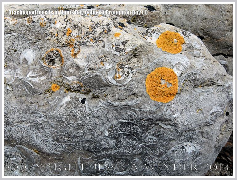Brachiopod fossils embedded in the Hunts Bay Oolite Subgroup strata of the Carboniferous Limestone