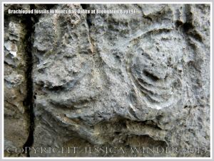 Brachiopod fossils embedded in the Hunts Bay Oolite Subgroup strata of the Carboniferous Limestone