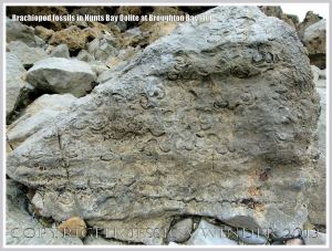 Brachiopod fossils embedded in the Hunts Bay Oolite Subgroup strata of the Carboniferous Limestone