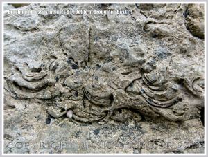 Brachiopod fossils embedded in the Hunts Bay Oolite Subgroup strata of the Carboniferous Limestone