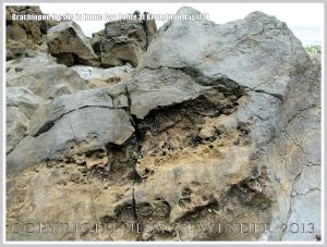 Brachiopod fossils embedded in the Hunts Bay Oolite Subgroup strata of the Carboniferous Limestone
