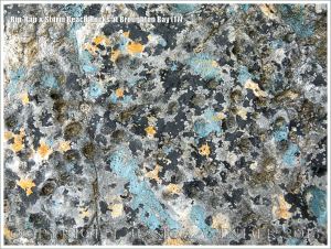 Detail of a boulder on the beach used as a defence against coastal erosion