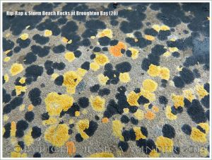 Detail of a boulder on the beach used as a defence against coastal erosion