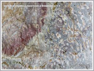 Close-up detail of coral fossils in Carboniferous Limestone boulder on the Gower Peninsula