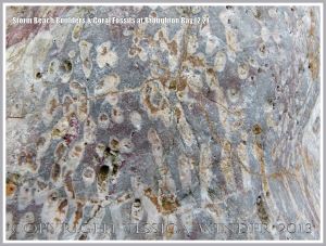 Close-up detail of coral fossils in Carboniferous Limestone boulder on the Gower Peninsula