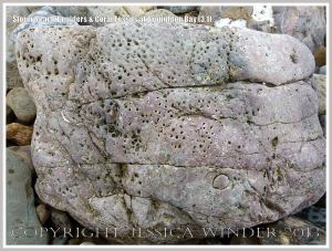 Storm beach boulder with coral at Broughton Bay