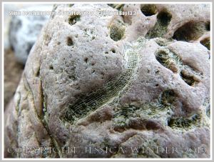 Close-up detail of coral fossils in Carboniferous Limestone boulder on the Gower Peninsula