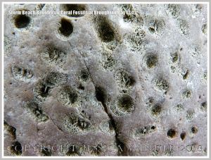 Close-up detail of coral fossils in Carboniferous Limestone boulder on the Gower Peninsula