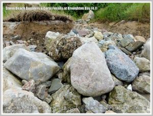 Storm beach boulders with coral at Broughton Bay