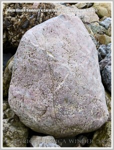 Storm beach boulder with coral at Broughton Bay