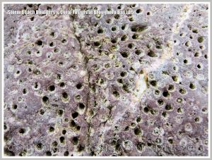 Close-up detail of coral fossils in Carboniferous Limestone boulder on the Gower Peninsula