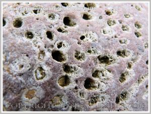 Close-up detail of coral fossils in Carboniferous Limestone boulder on the Gower Peninsula