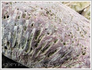 Close-up detail of coral fossils in Carboniferous Limestone boulder on the Gower Peninsula